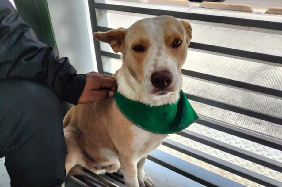 En el 2023 se presentaron 140 casos de pérdida o abandono en el sistema.