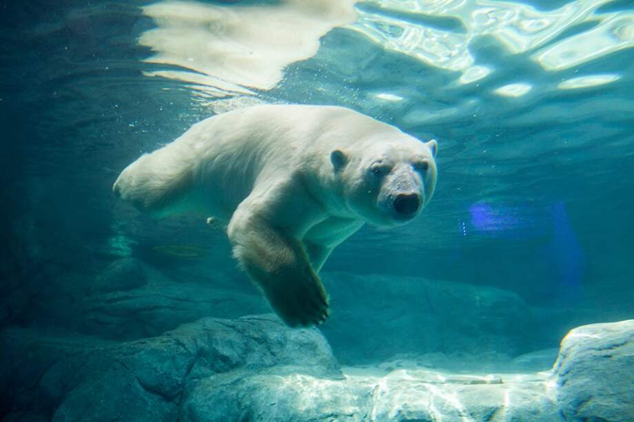El oso polar conocido como Peregrino, que fue presentado a la prensa en el Acuario de Sao Paulo (Brasil). / Efe