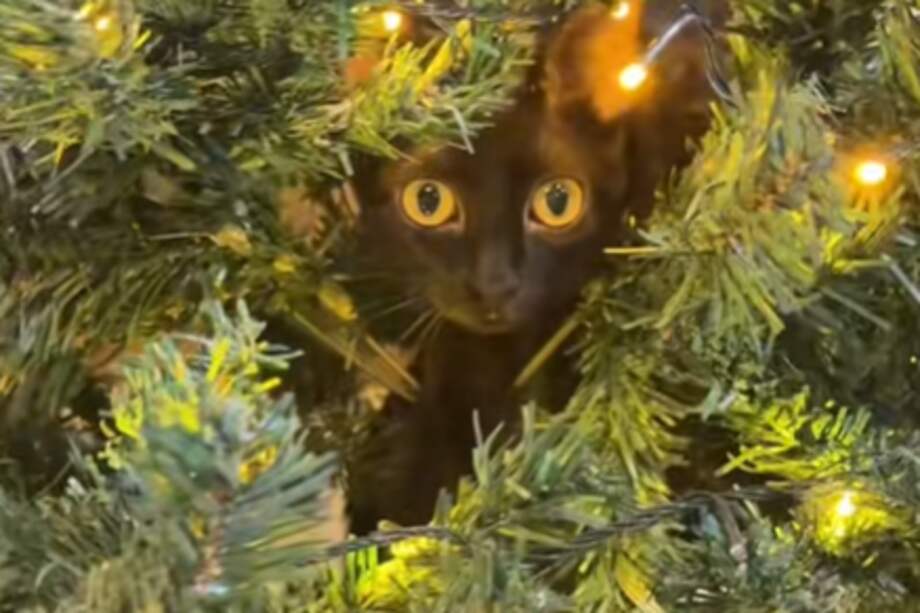 Gata en el árbol