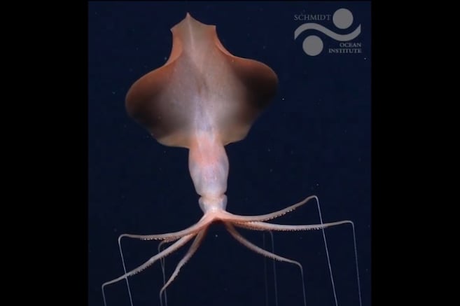 Avistamiento extremadamente raro: captan dos calamares a más de 4.700 metros de profundidad