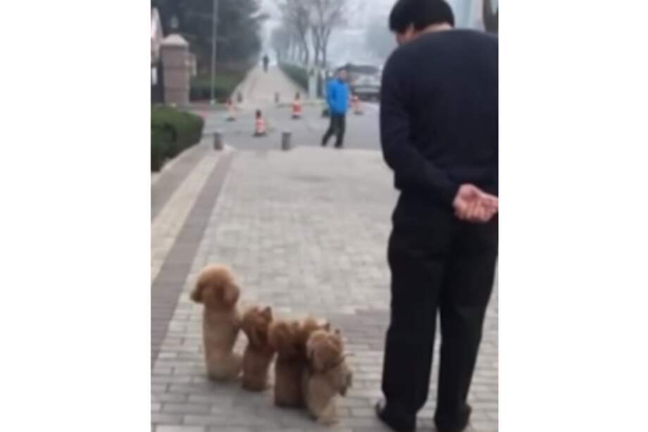 Los perros más 'militares' del mundo