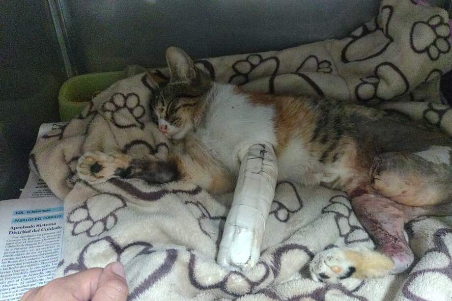 La gata tenía cuatro fracturas y estuvo en estado crítico durante días.