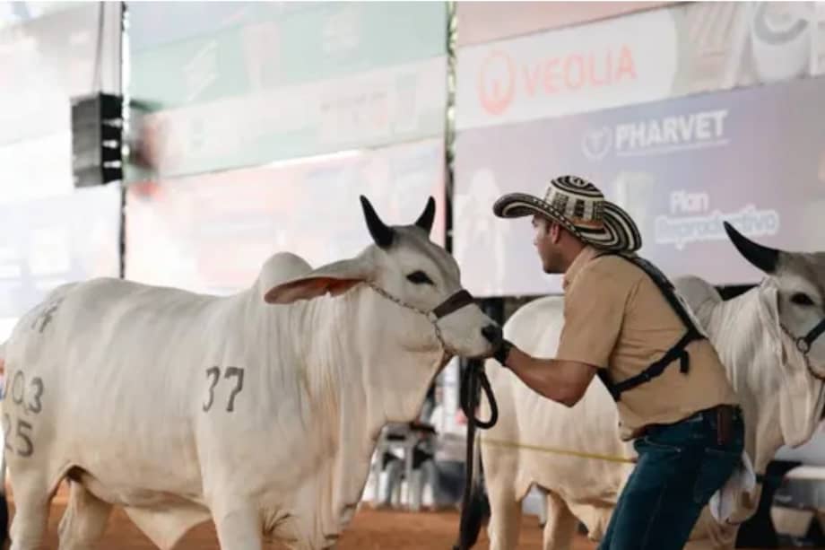La feria genera más de 20 mil empleos temporales y dinamiza la economía en más de COP 60 mil millones.