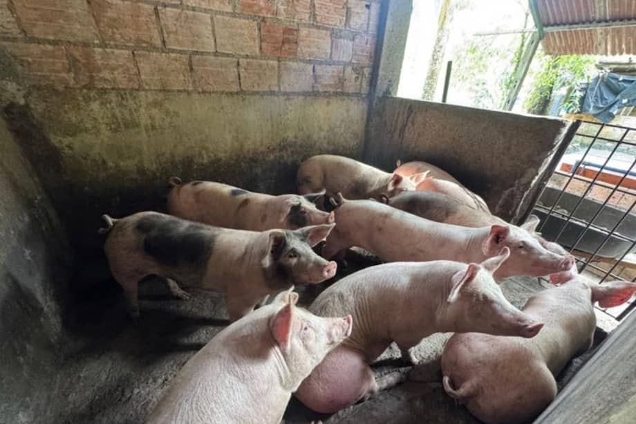 La medida fue adoptada luego de una inspección que evidenció presuntos vertimientos de porquinaza sin tratamiento previo.