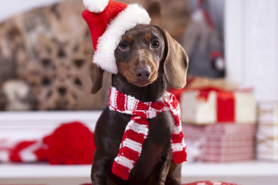 Cuida a los animales en temporada de fin de año