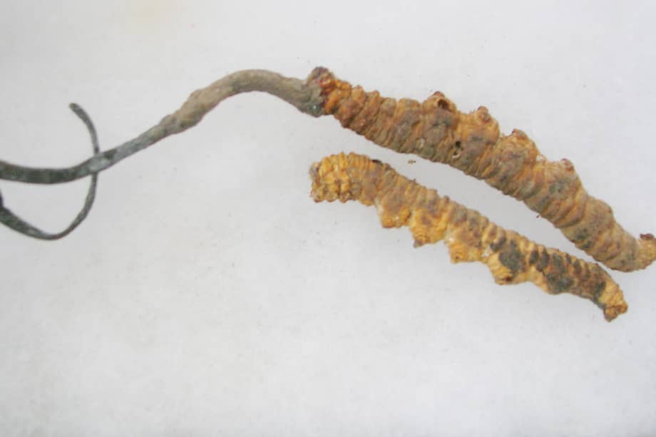El hongo invade especialmente orugas.