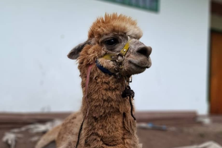 La adopción de Zeus y Princesa hace parte de las acciones para avanzar hacia una Bogotá libre de maltrato animal.