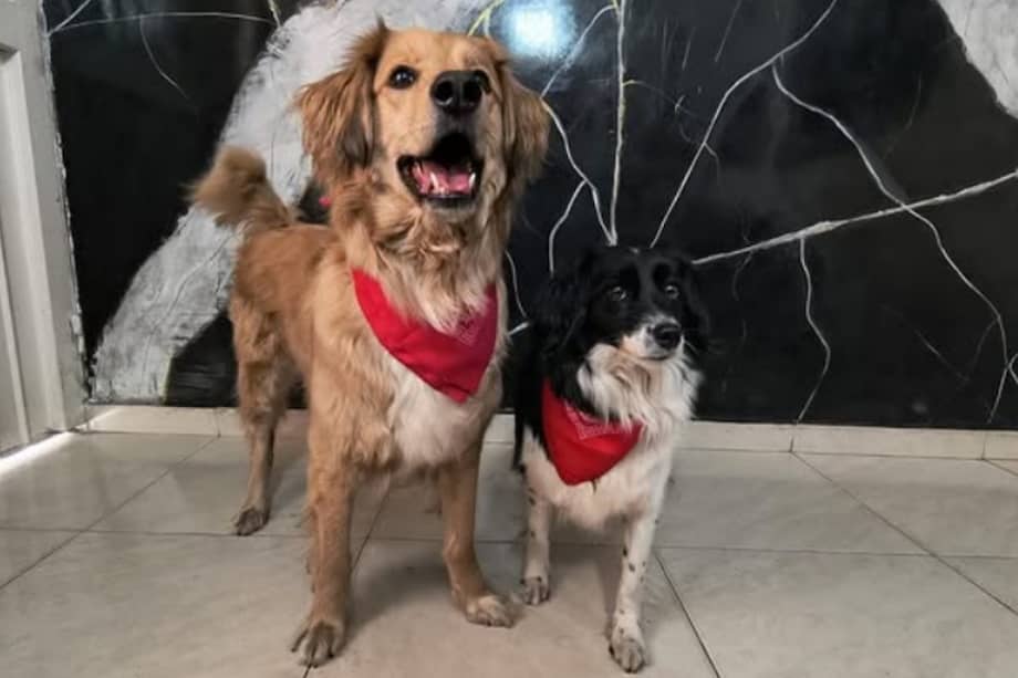 Bogotá tendrá jornada de adopción para perros y gatos rescatados.