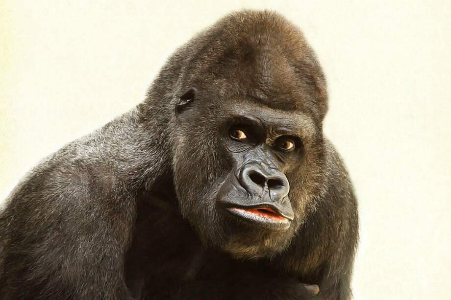 os científicos construyeron un modelo matemático en el que tuvieron en cuenta la edad y el rango del macho, su comportamiento y calcularon cuántos crías tendrá durante su vida. / Pixabay