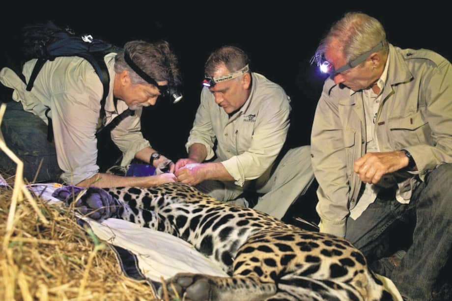 Alan Rabinowitz tenía un Ph.D. en ecología en la Universidad de Tennessee (Estados Unidos). / Steven Winter / Panthera