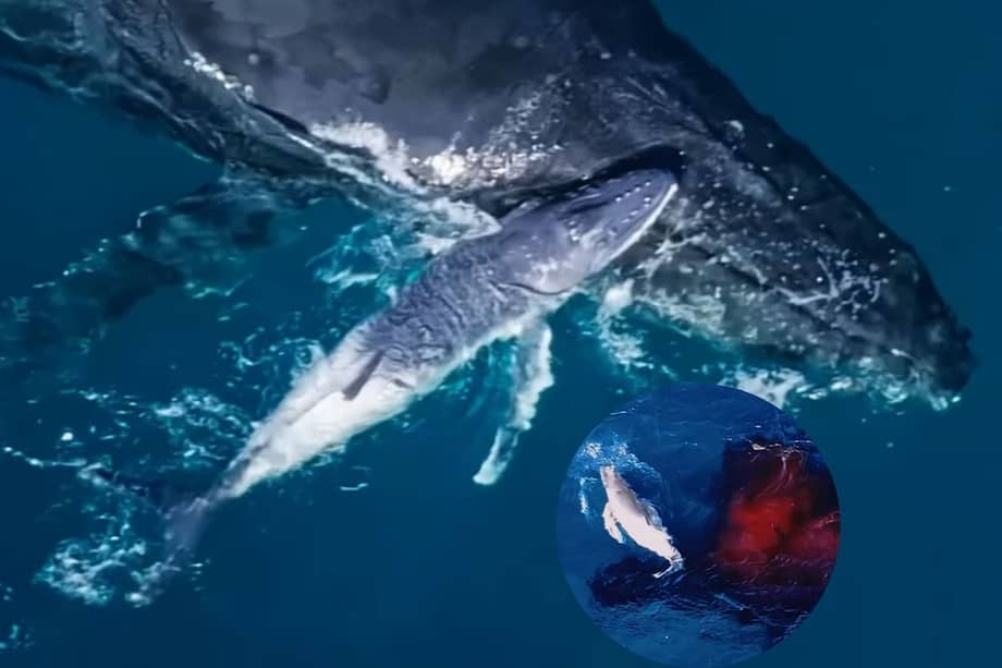 El hecho fue documentado mientras un grupo de ballenas migraba hacia el norte.