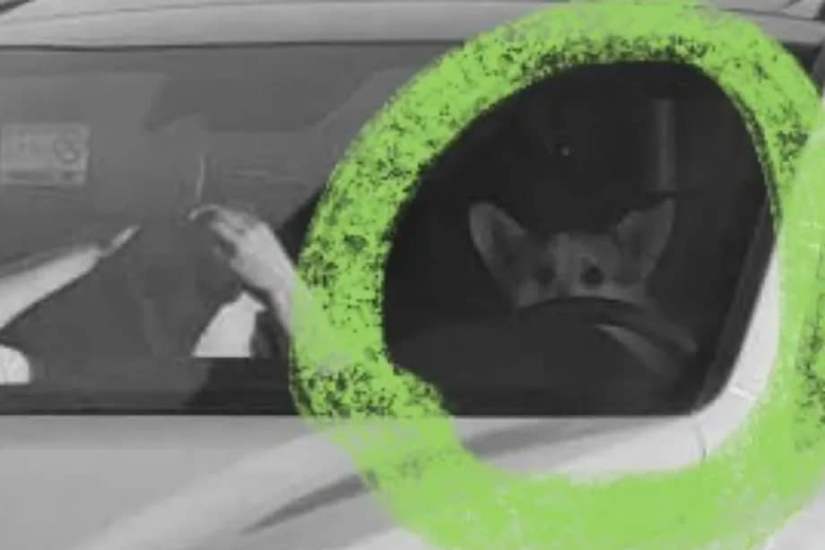 Lo más recomendable es llevar a las mascotas en los asientos traseros con correa o guacal.