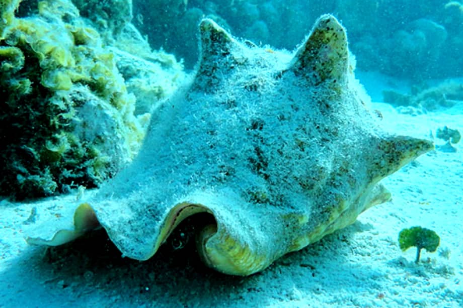 El caracol pala pertenece a la clase Gastropoda; orden Littorinimorpha; familia Strombidae. / Cortesía Observatorio Biosfera Seaflower