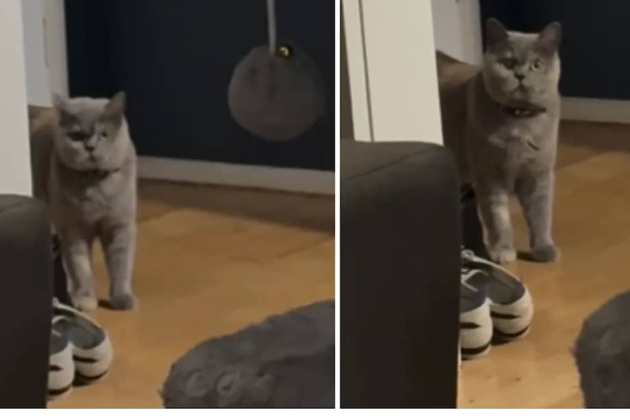 Los videos de Violet no tardaron en viralizarse y acumularon millones de reproducciones, acompañados de mensajes afectuosos y comentarios humorísticos.