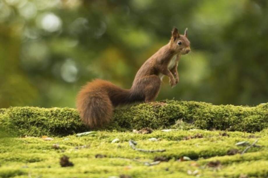 El estudio confirmó la existencia de dos nuevas especies de ardillas, que anteriormente eran consideradas subespecies.