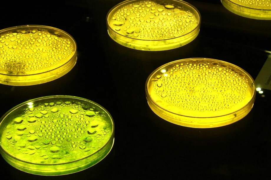 Estudio publicado en la revista "Royal Society Open Science". / Roberto Venturini - Flickr