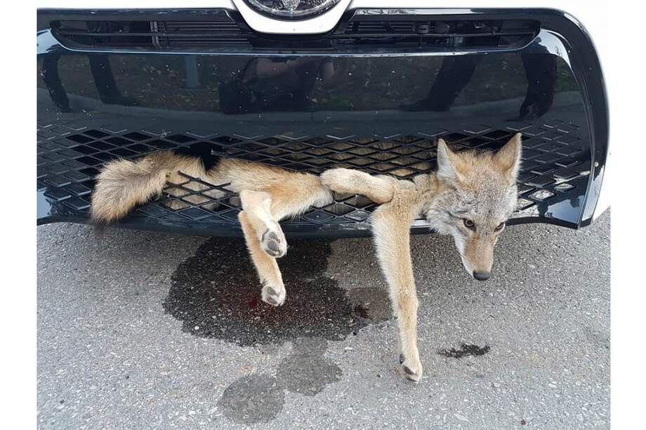 Tomada de Facebook (Georgie Knox)