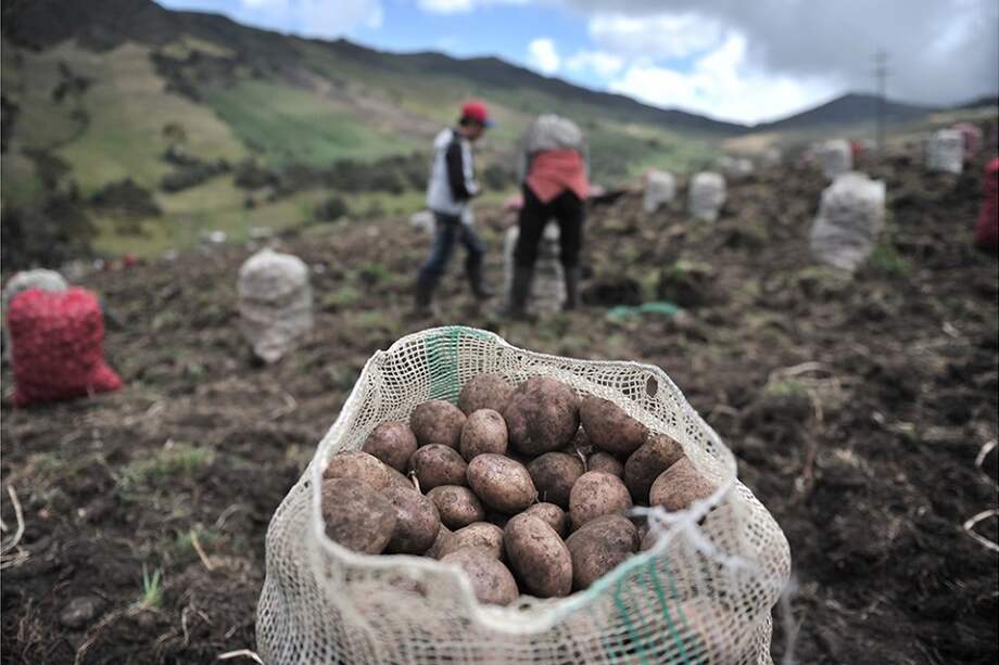 El área sembrada con cultivos en el rural disperso es de 6,3%. / Archivo