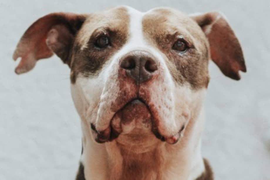 Entre los animales que esperan una segunda oportunidad se encuentra Medusa, una perrita de ocho años, amorosa y tranquila, que lleva más de tres años en la Unidad de Cuidado Animal.