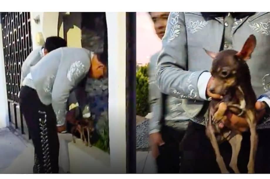Intervenir a tiempo puede marcar la diferencia entre la vida y la muerte para muchos animales.