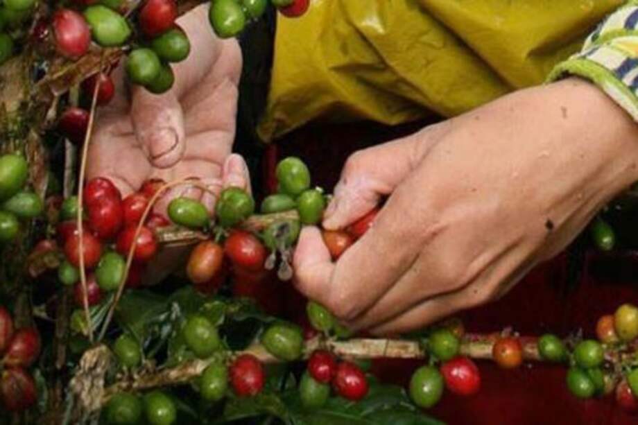 Cafeteros realizarán toma pacífica de Bogotá el 3 de diciembre