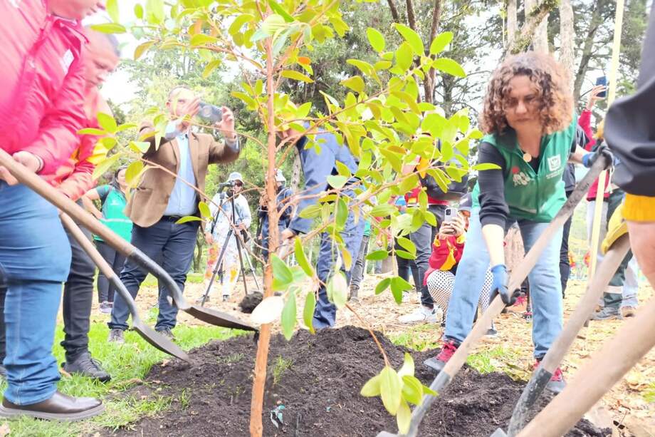 El pasado lunes 16 de diciembre, el Parque Nacional de Bogotá reabrió sus puertas al público, después de una labor ambiental en la que participaron 25 entidades. Entre ellas, el Jardín Botánico de Bogotá.