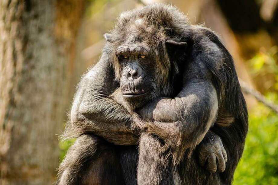 El equipo internacional compiló datos de más de 100 especies de primates, incluidos los humanos. / Pixabay