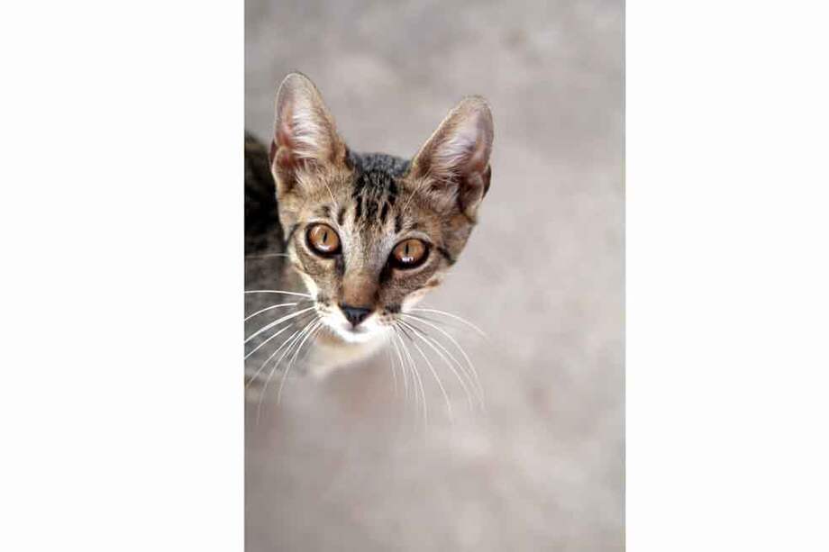 La relación entre los gatos y el hombre empezó a forjarse hace 5.300 años. / ilkerender- Flickr