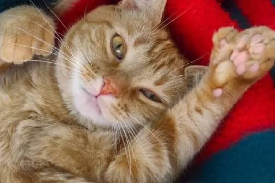 Esta mutación genética inofensiva hace que los felinos nazcan con dedos adicionales, comúnmente en sus patas delanteras.