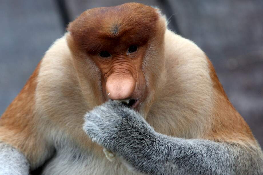 Los machos con narices más grandes son también los más corpulentos y tienen los testículos de mayor tamaño / BARBARA WALTON/EFE