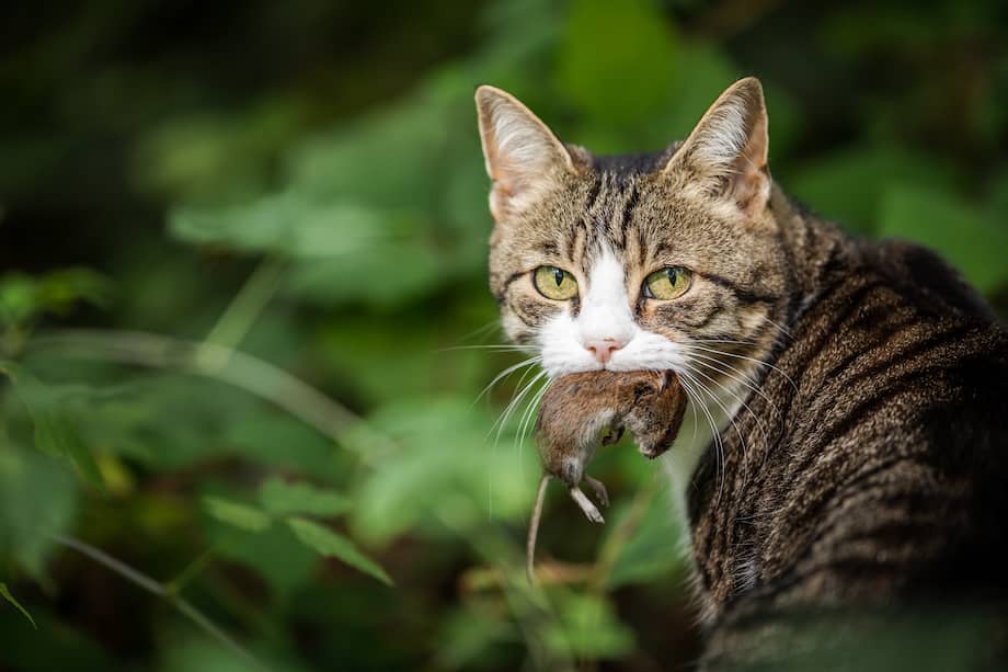 Cat hunter with a caught mouse in her mouth
