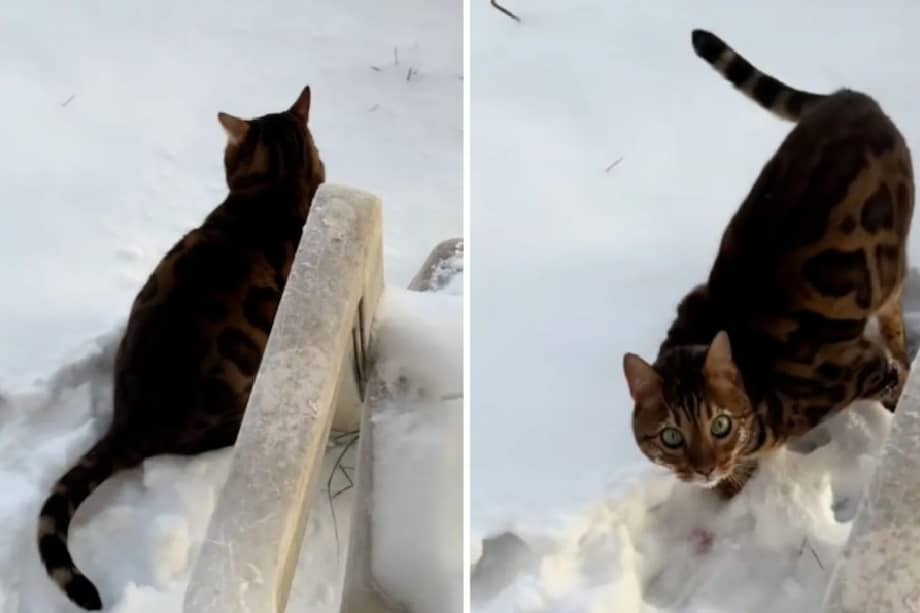 Especialistas en comportamiento felino señalan que ensuciar fuera de la caja de arena es uno de los problemas más frecuentes reportados por los dueños de gatos.