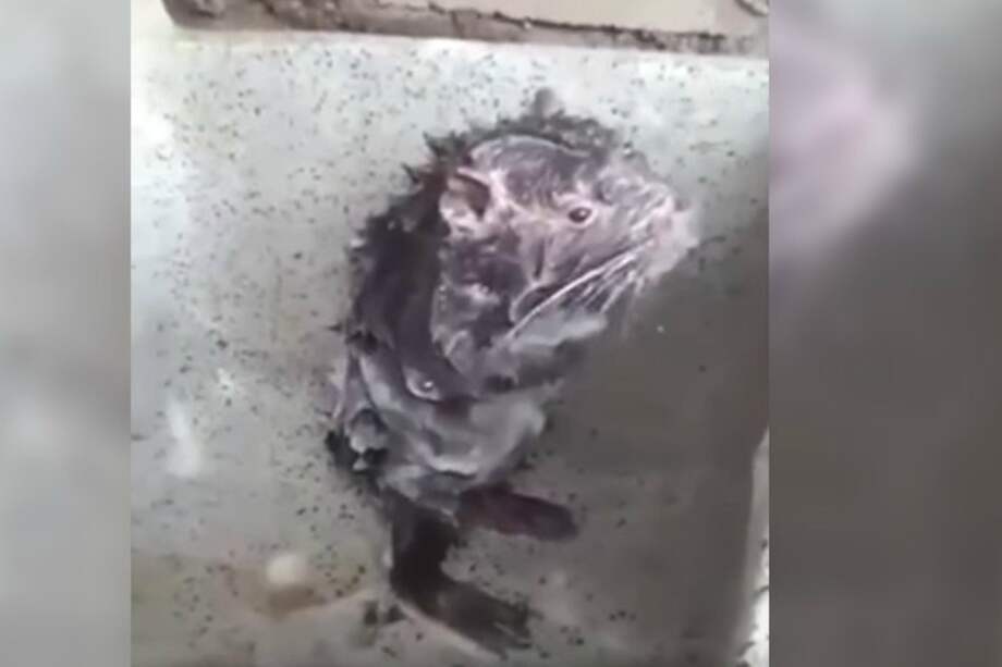 La pacarana (Dinomys branickii) es un roedor propio de Sudamérica. / Youtube.