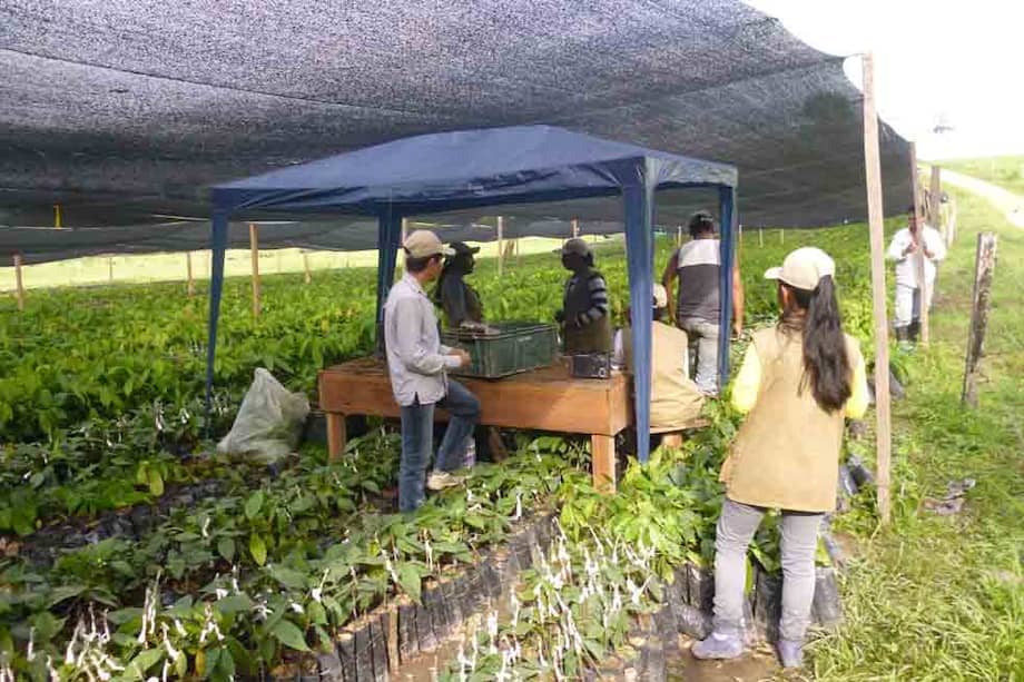 Miembros de la Asociación Campesina Ambiental Losada-Guayabero en sus cultivos de cacao. / Cortesía Patrimonio Natural