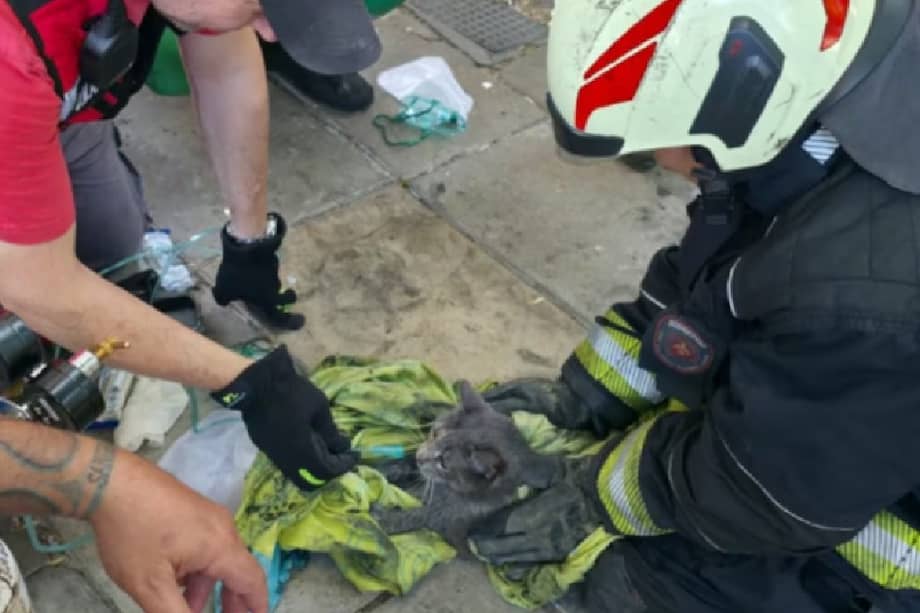 El gato asistido se recuperó y pudo reunirse nuevamente con su familia, que siguió el procedimiento con visible preocupación.