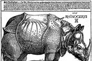 El rinoceronte de Durero y el poder de la imprenta (El teatro de la historia)