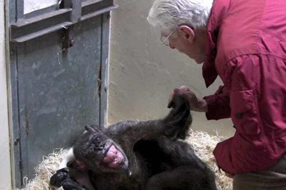Los chimpancés del experimento fueron expuestos a diferentes ritmos de piano y respondieron en sus jaulas con diferentes movimientos corporales. / Imagen tomada de uno de los videos publicados por Yuko Hattori y Masaki Tomonaga.