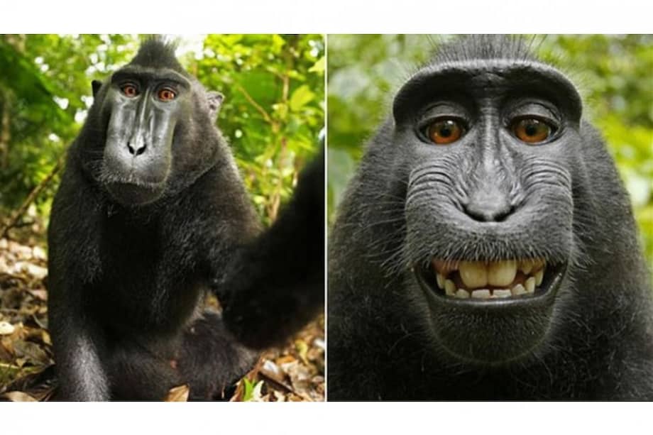 Bajo amenaza de desaparición en Indonesia especie del "macaco de la selfi"