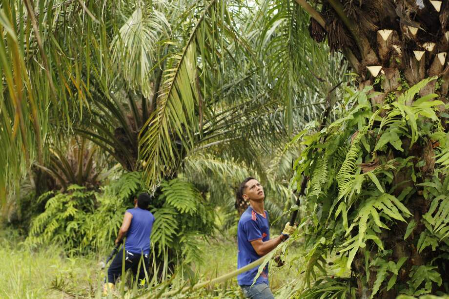 Se trata del predio Lucitania, que fue comprado por la ANT al Fondo de Víctimas en Puerto Gaitán, Meta.
