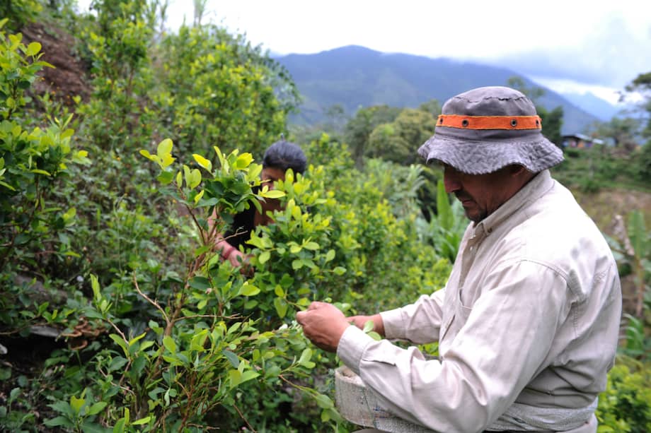 Este año se han presentado 28 amenazas contra los líderes de sustitución de cultivos de uso ilícito./ Mauricio Alvarado.