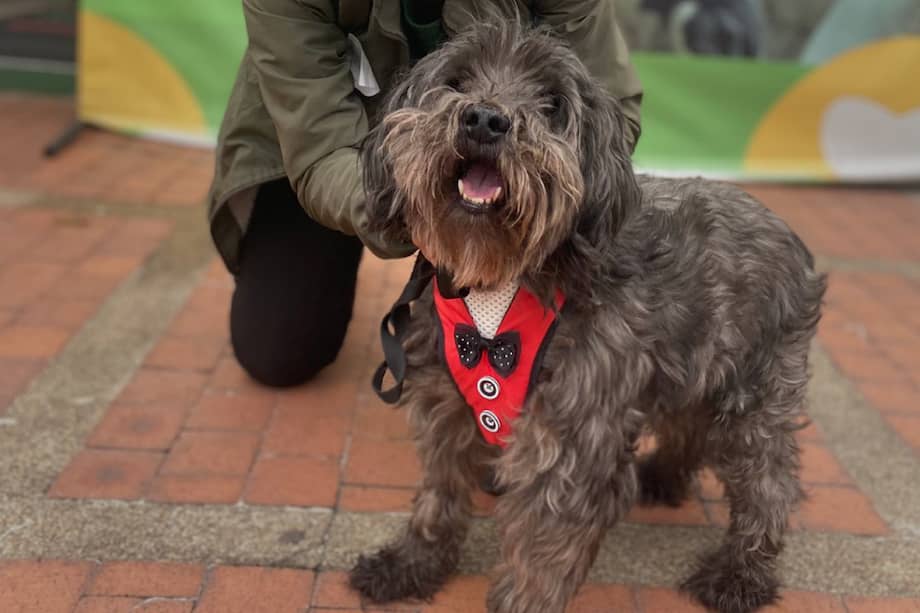 Cada cédula incluiría datos clave como el nombre del animal, raza, edad, historial médico y datos del tutor.
