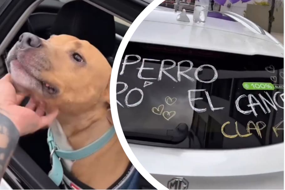 Perro de Camilo Triana.