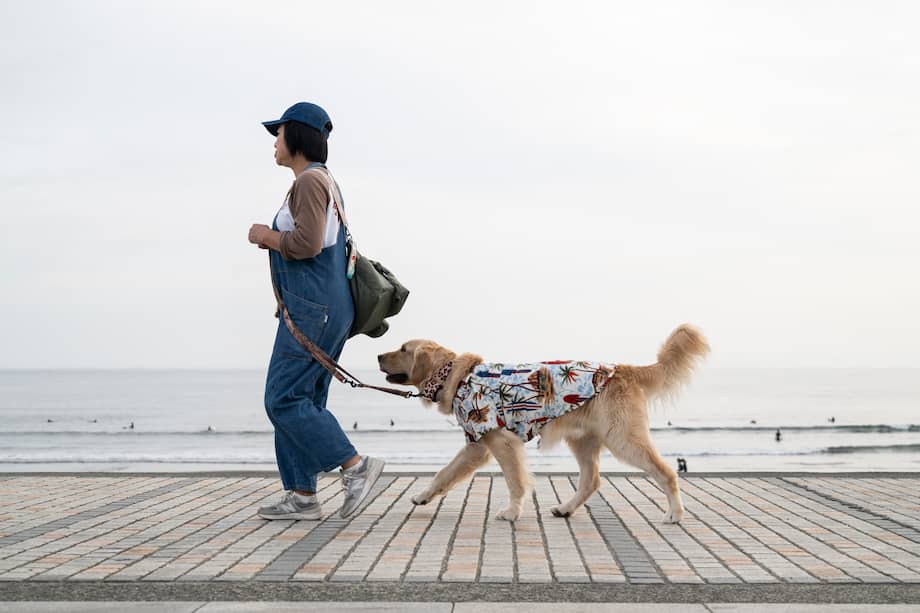 Pasear temprano en la mañana o al final de la tarde ayuda a reducir el riesgo de quemaduras en las patas de los perros.