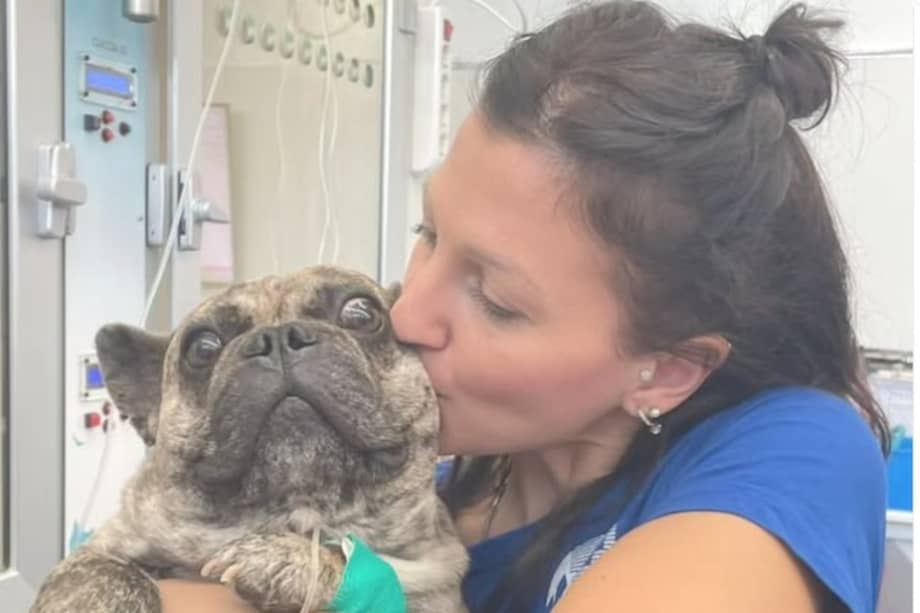 El trabajo consiste en pasar ocho horas al día interactuando con los animales, acompañándolos, acariciándolos y ayudando a reducir sus niveles de estrés