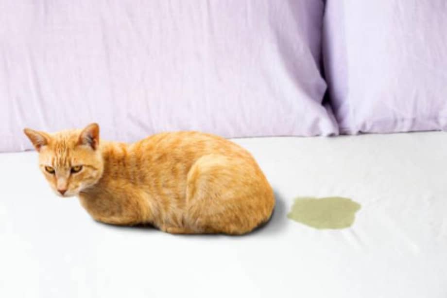 En la mayoría de los casos, los gatos dejan de orinarse por fuera del arenero con la esterilización temprana.