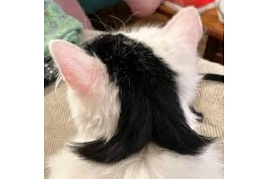 El contraste en su pelaje es resultado de la distribución natural de pigmentos.