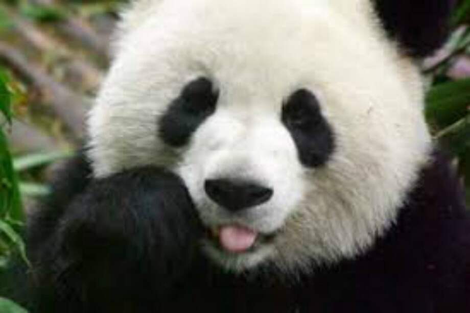 Los pandas no deberían comer bambú