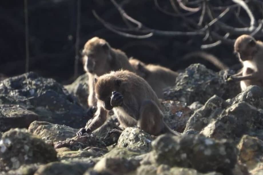 Ejemplo de un macaco de cola larga utilizando una herramienta de piedra para acceder a la comida.
LYDIA V. LUNCZ
13/3/2023