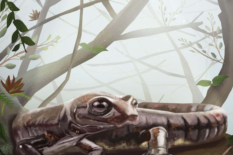 La salamandra ‘Bolitoglossa muisca’.