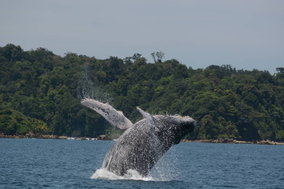 Las ballenas jorobadas pueden medir entre 14 y 15 metros, y pesar cerca de 30 toneladas.